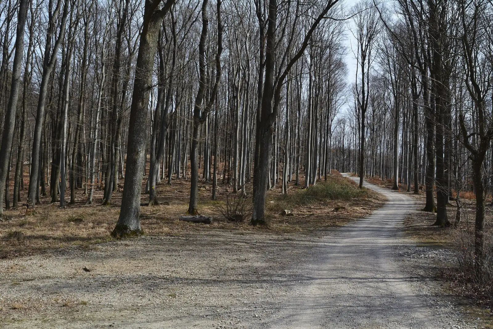 Forststraße im Lainzer Tiergarten