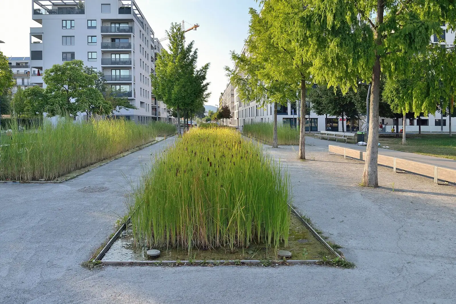 Schilfbecken im Rudolf-Bednar-Park mit Blick in die Leystraße