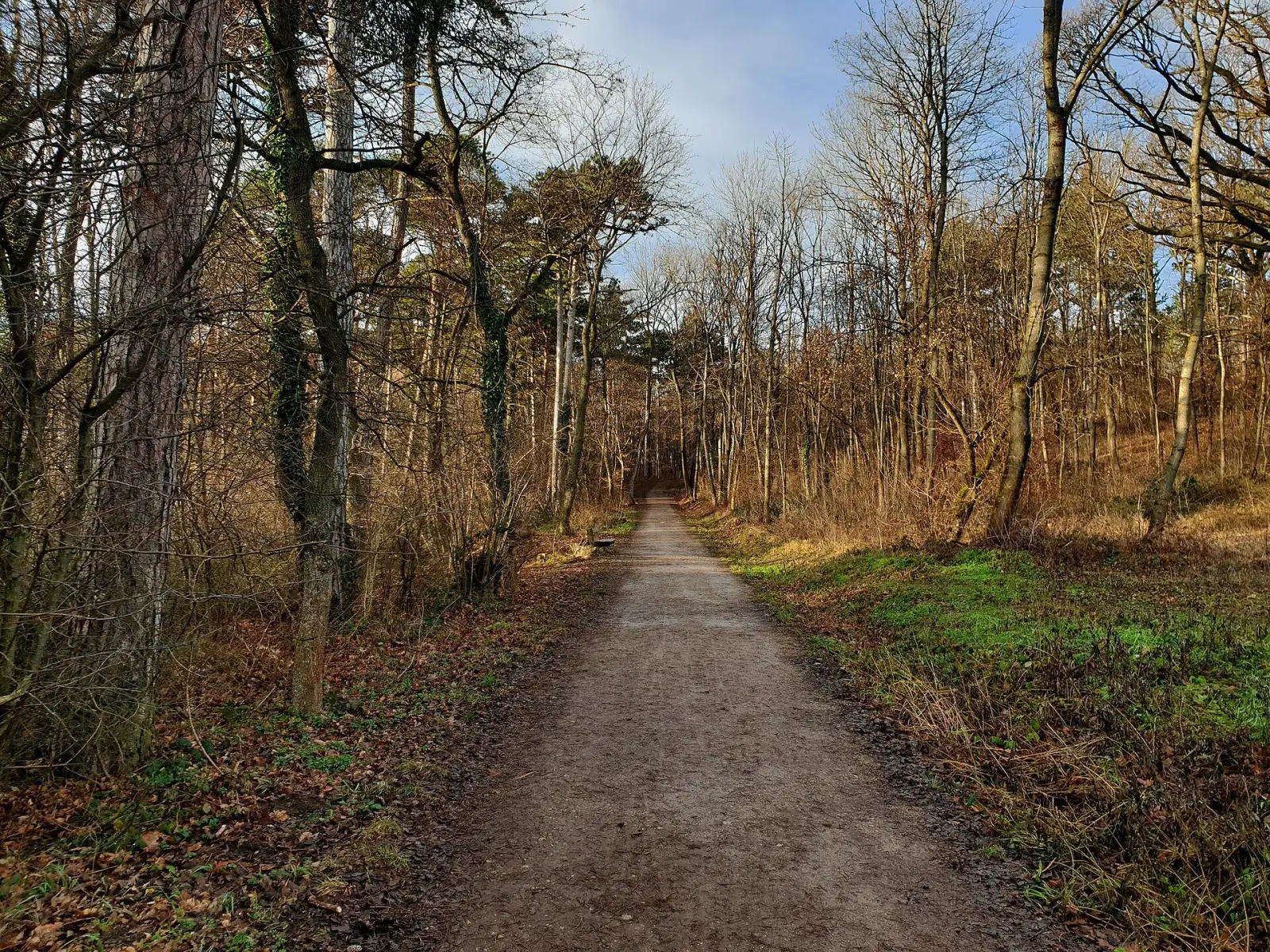 Waldweg im Maurer Wald in Wien-Liesing im Winter