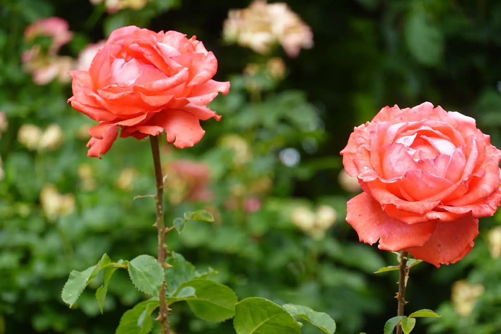 Blühende Rose im Rosengarten des Volksgartens