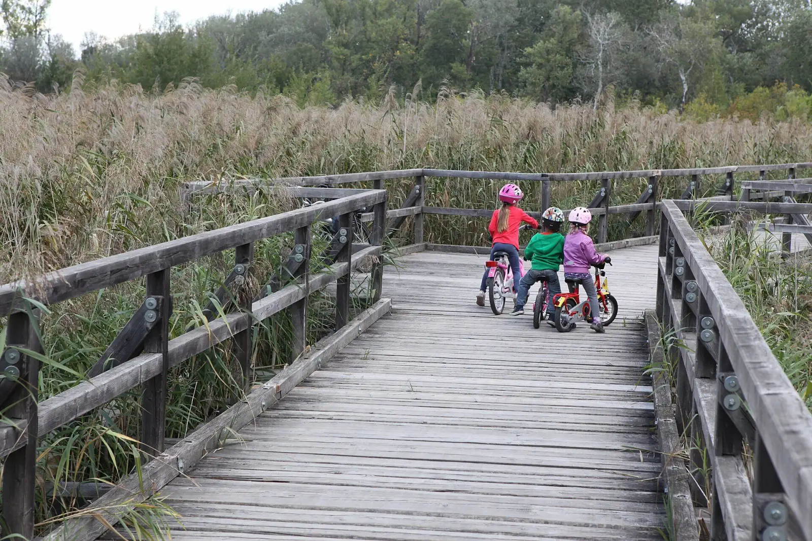 Der Josefsteg über ein Feuchtgebiet in der Oberen Lobau