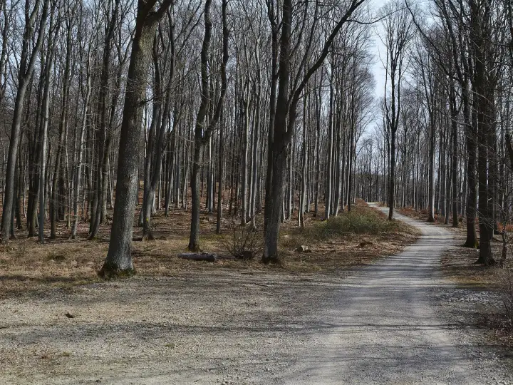 Forststraße im Lainzer Tiergarten: Wandern im Wald gehört zu den schönsten Aktivitäten in Wien im Herbst