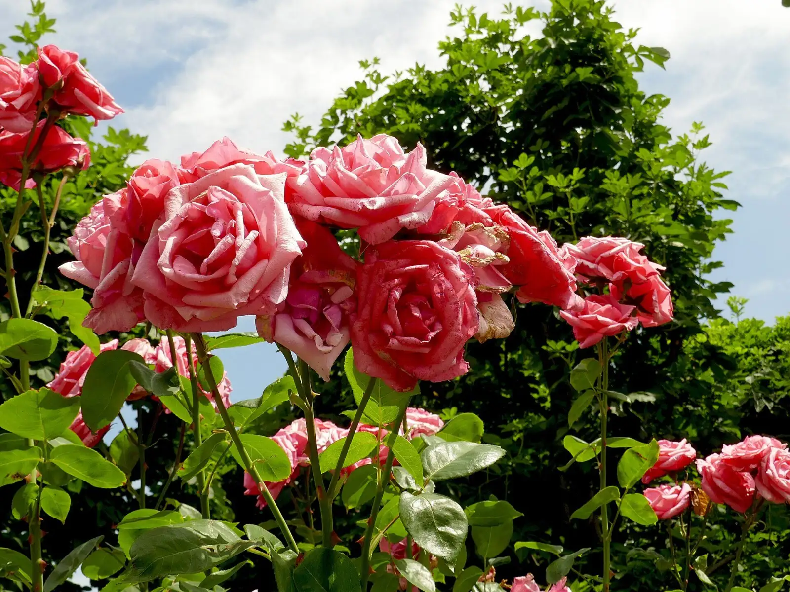 Rose der Sorte Queen Elisabeth im Rosengarten des Volksgartens