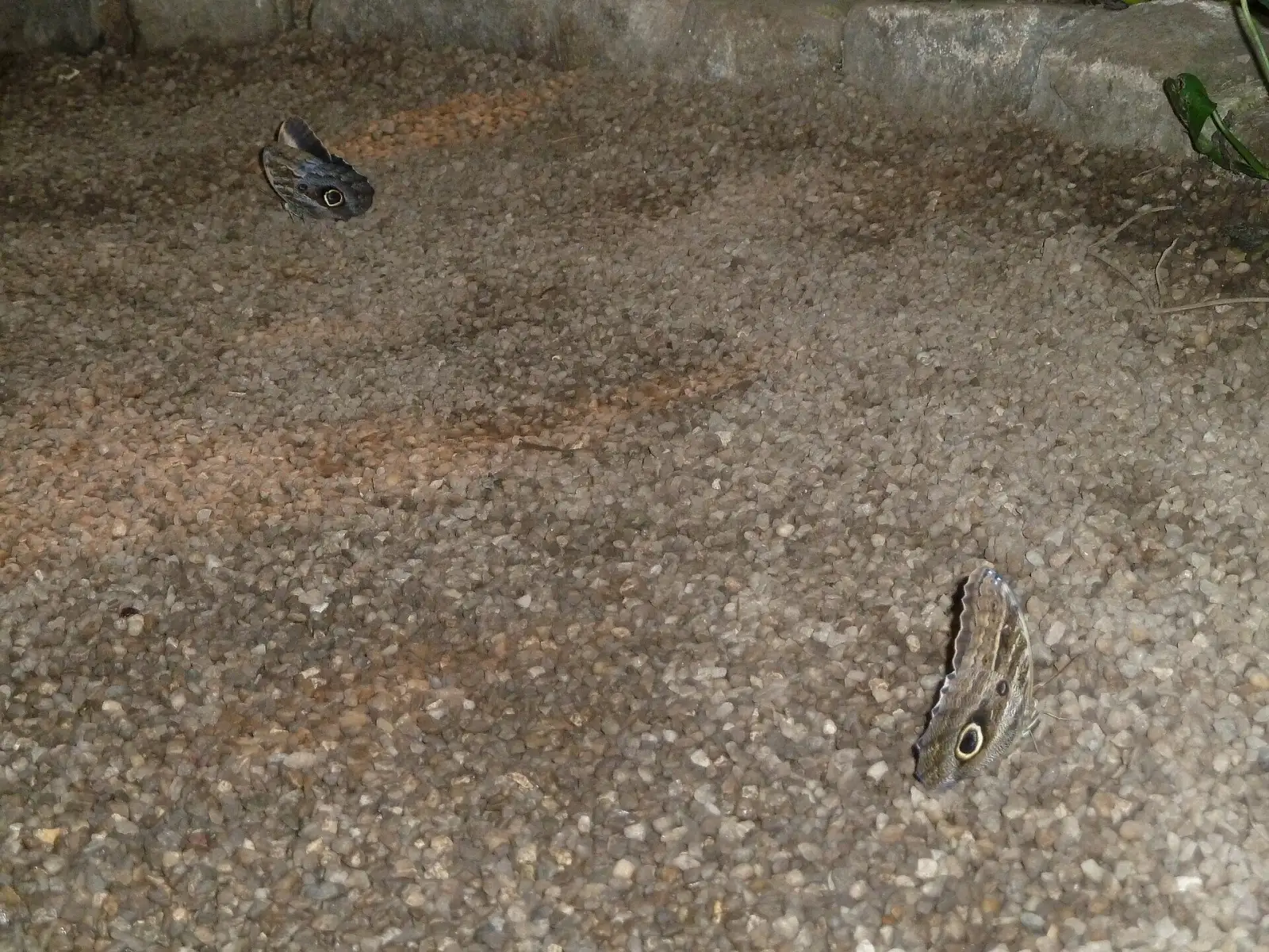 Tropische Pflanzen im Schmetterlinghaus im Burggarten