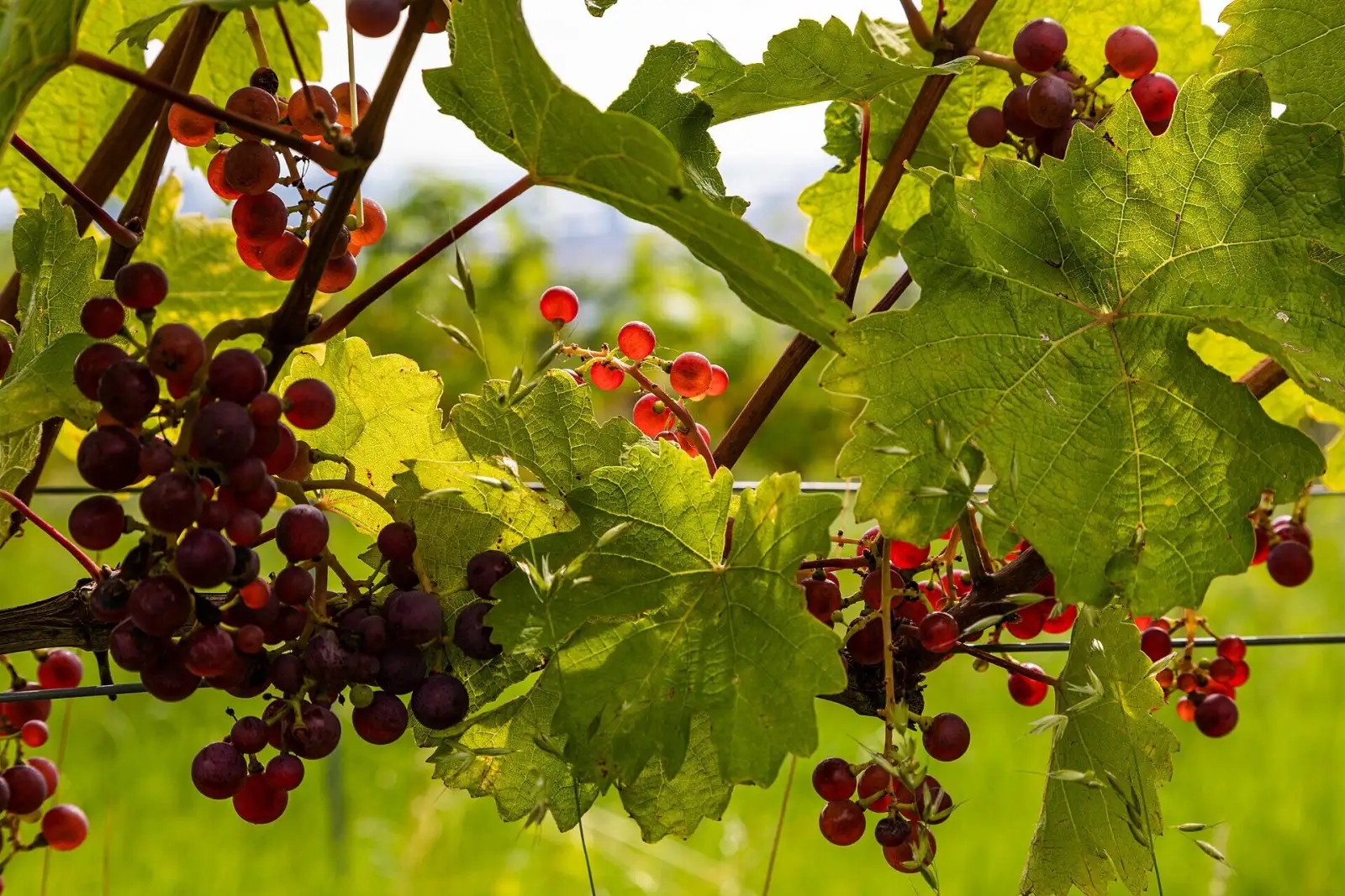 Weinreben auf dem Wiener Nussberg im Gegenlicht