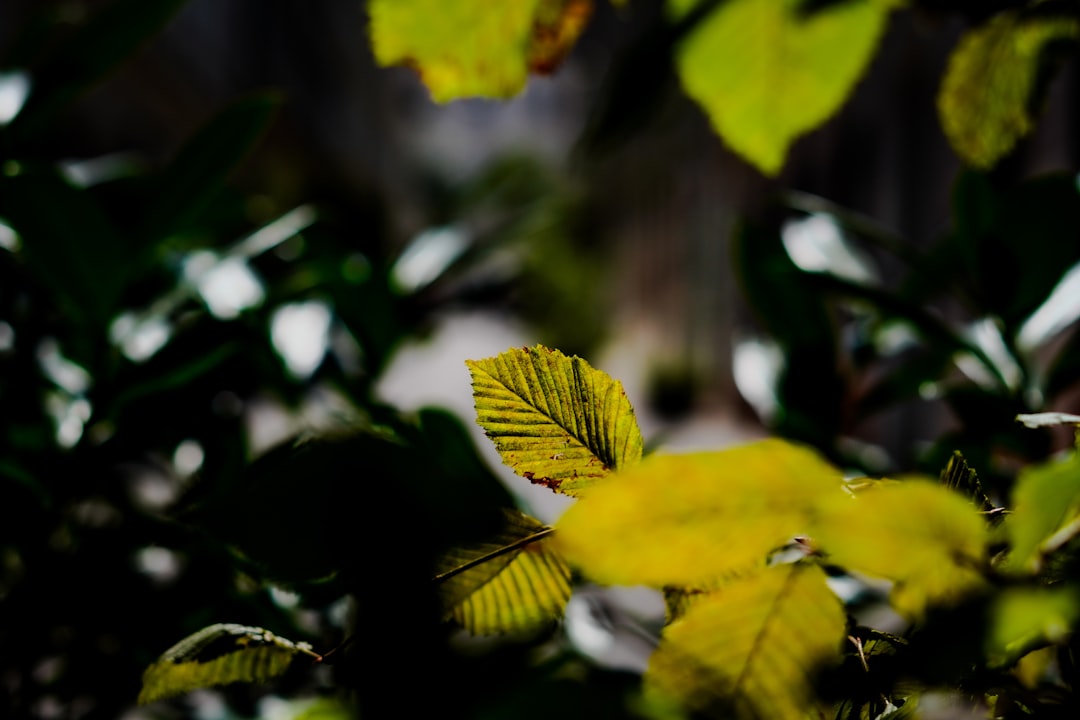 A close up of leaves on a tree